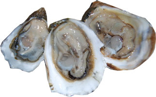 oysters